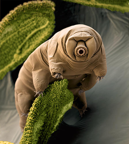 tardigrade_imagelarge